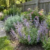 Bloomique - Lot de 6 - Nepeta Walker's Low - Cataire - Voir les images du produit 2