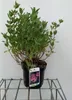 Cistus pulverulentus 'Sunset' - Zistrose 20- 25 cm Produktbild-Vorschau 2