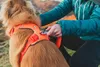 Ruffwear Front Range™ Hundegeschirr Produktbild-Vorschau 4