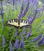 BALDUR Garten 6x Lavendel 'Phenomenal®' Duftlavendel, Produktbild-Vorschau 5