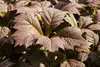 Rodgersia podophylla 'Rotlaub', Schaublatt, rotlaubig, ca. Produktbild-Vorschau 1