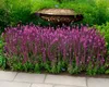 Stauden Gänge 1 x Salvia nemorosa 'Sensation Pink ®' im 1 Produktbild-Vorschau 4