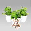 Coleus canin - Verpiss-Dich - Pflanze - 12 Pflanzen Produktbild-Vorschau 1