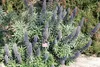 SAFLAX  - Orgoglio di Madeira - 100 semi - Echium Anteprima dell’immagine prodotto 5