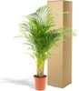 Areca-Palme Dypsis lutescens Ø24cm 130cm Betelpalme Produktbild-Vorschau 5