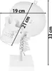 Schädel Halswirbelsäule Anatomie Modell Skelett Lebensgroß Produktbild-Vorschau 7