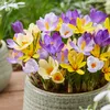 Bloomique - Mix 40 - Krokus - Krokus - Mix kolorów - Podgląd zdjęcia produktu 3