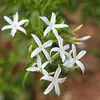 Jasmin - Jasminum polyanthum - Höhe 60-70cm - ⌀17cm Produktbild-Vorschau 3