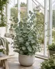 Eucalyptus Cinerea Silver Dollar ok. 60 cm – eukaliptus Podgląd zdjęcia produktu 1