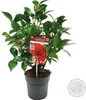 Camellia japonica 'Black Lace' - Japanische Rose - Strauch Produktbild-Vorschau 4