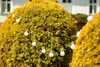 String lights with white bulbs are draped over two large, rounded, yellow-green bushes in an outdoor setting. A white building is visible in the blurred background. Náhľad obrázku produktu