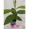 Set di 2 nespole - Eriobotrya japonica - Nespola giapponese Anteprima dell’immagine prodotto 2