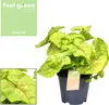 Syngonium Golden Feel Green - Ø14Cm - ↕30Cm Náhled obrázku produktu 9