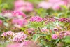 Spiraea japonica 'Little Princess', Zwerg-Spiere, rosa, Produktbild-Vorschau 7