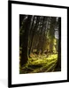 MuchoWow® Gerahmtes Poster Baum - Natur - Sonne - Wald Produktbild-Vorschau 1