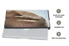 MuchoWow® Laptop Hülle 14 ZollWalross - Tiere - Nahaufnahme Produktbild-Vorschau 4