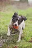Palla Chuckit! Palla Breathe Right Fetch Palla di recupero Anteprima dell’immagine prodotto 8