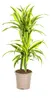 Dracaena deremensis « Lemon Lime » - Plante verte - 70 à 90 Voir les images du produit 1