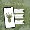 Planten van Frank | Taxushaag | Ilex Crenata 'Jenny' | Productafbeelding-voorbeeld 5