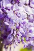 Wisteria sinensis, Chinesischer Blauregen, 40–60 cm Produktbild-Vorschau 6