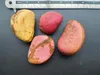 Colabaum (Cola nitida)  – 1 wykiełkowane nasiono Podgląd zdjęcia produktu 3
