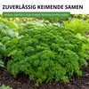 Petersilie Moskrul 2 (Mooskrause) Samen - Petroselinum Produktbild-Vorschau 7