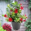 Bakker.com - Dipladenie rot, Der topf / Ø 10.5cm Produktbild-Vorschau 3