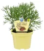 Gyroskraut- Artemisia caucasica - Kräuterpflanze im 12cm Produktbild-Vorschau 1