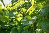Vitis vinifera 'Erdbeertraube', Weinrebe, süß, 80–100 cm Produktbild-Vorschau 4