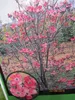 Cornus florida Sweetwater - Amerikanischer Produktbild-Vorschau 2