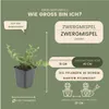 Plants by Frank | 48 Zwergmispel Pflanzen | Cotoneaster Produktbild-Vorschau 4