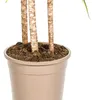 Dracaena marginata "Sunray" - Raggio di sole - altezza Anteprima dell’immagine prodotto 6