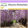 SAFLAX - Glicynia Afrykańska - 15 Nasiona - Bolusanthus Podgląd zdjęcia produktu 10