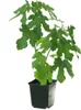 A small fig plant in a black pot, isolated on a white background. Produktbild-Vorschau