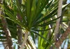 SAFLAX - dračí strom - Dracaena Draco - 5 Semena - S Náhled obrázku produktu 8