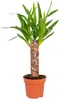 Bloomique - Yucca Elephantipes - Yucca Palme - Palmlilie - Produktbild-Vorschau 1