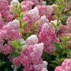 2 x Hortensie - Hydrangea paniculata Vanille Fraise  - Produktbild-Vorschau 1