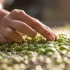 A hand is sorting through a pile of green beans or olives. Produktbild-Vorschau