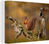 MuchoWow® - Leinwandbilder - Eichhörnchen - Baumstamm - Produktbild-Vorschau 1