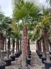 Palme Hanfpalme Trachycarpus Fortunei ca. 270cm - 300 cm – Produktbild-Vorschau 1
