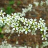 2 x jarní tavolník - Spiraea thunbergii | 40-60 cm v Náhled obrázku produktu 2