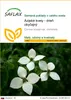 SAFLAX - Ázijské kvety - drieň obyčajný - Cornus kousa var. Náhľad obrázku produktu 1