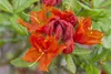 Rhododendron luteum 'Royal Command', gelb, 40–50 cm Produktbild-Vorschau 4