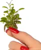 Eco Plant Lobelia Cardinalis 'mini' - In-vitro-Pflanze 2 Produktbild-Vorschau 10