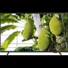 Philips 7000 series 55PUS7000/12, 139,7 cm (55"), 3840 x Voir les images du produit 7