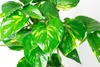 Scindapsus aureum am Moosstab, im 17cm Topf, Efeutute, Höhe Produktbild-Vorschau 2