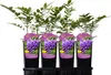 Glicynia (Wisteria) chińska Amethyst 2L Podgląd zdjęcia produktu 4