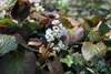 Stauden Gänge 3 x Bergenia cordifolia 'Silberlicht' - Produktbild-Vorschau 5