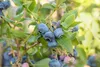 Kulturheidelbeere Bluecrop 80-100 cm, im Topf - Vaccinium Produktbild-Vorschau 9