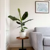Bananaier nain - Musa 'Dwarf Cavendish' - Hauteur 90-100cm Voir les images du produit 6